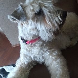 Meet your Posher, Dave